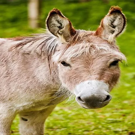 Apartament Near Area In Wehrstapel In Sauerland *