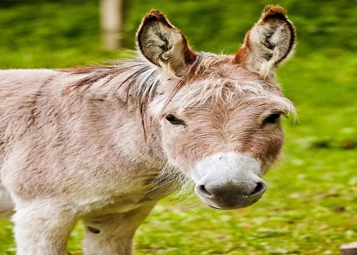 Lejlighed Near Area In Wehrstapel In Sauerland *