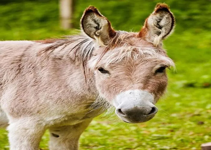 Lejlighed Near Area In Wehrstapel In Sauerland